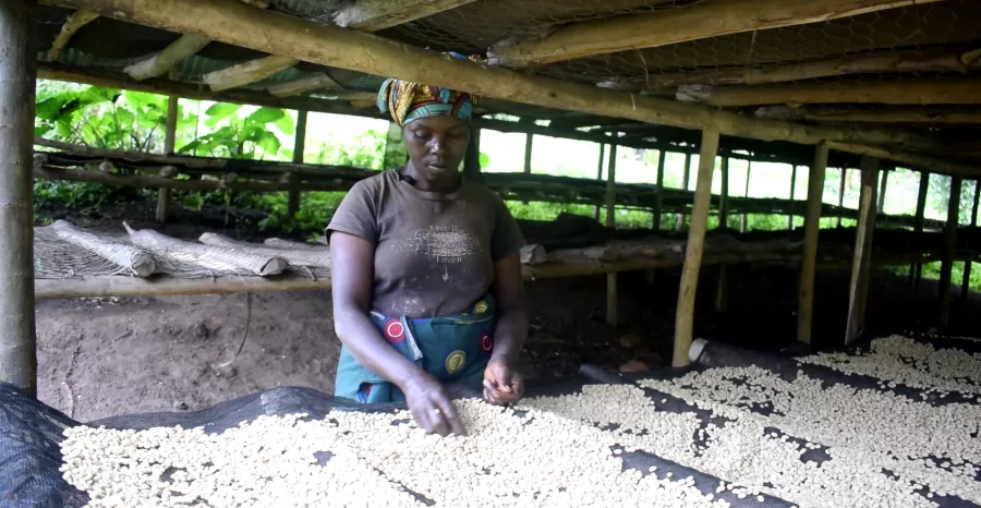 Ces défis auxquels font face les caféiculteurs dans le massif du Ruwenzori dans la province du Nord-Kivu en RDC