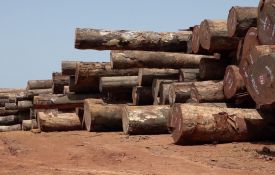 Forêt : La RDC et le bois de la pauvreté (Enquête)