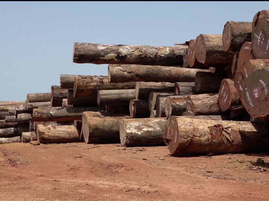 Forêt : La RDC et le bois de la pauvreté (Enquête)