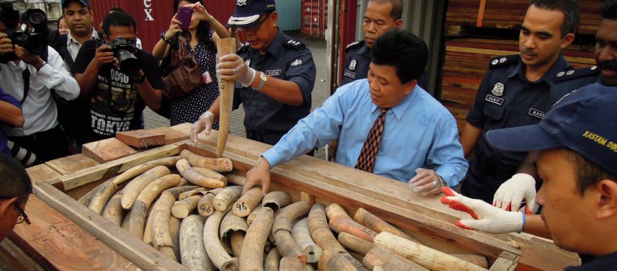 The real costs of illegal logging, fishing and wildlife trade: $1 trillion–$2 trillion per year