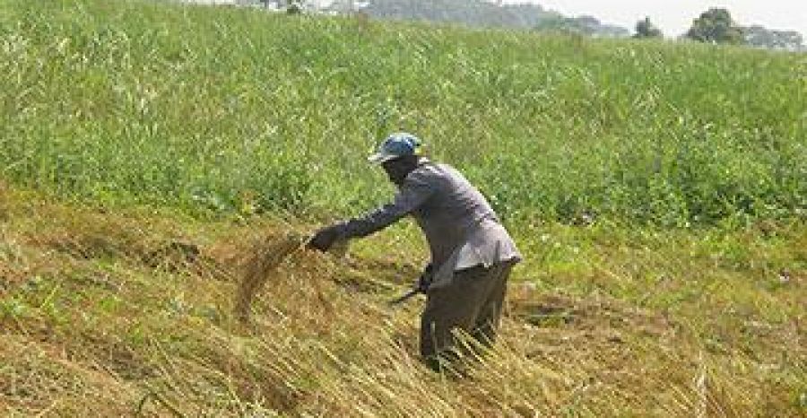 Beni : Les riziculteurs confrontés à la sècheresse