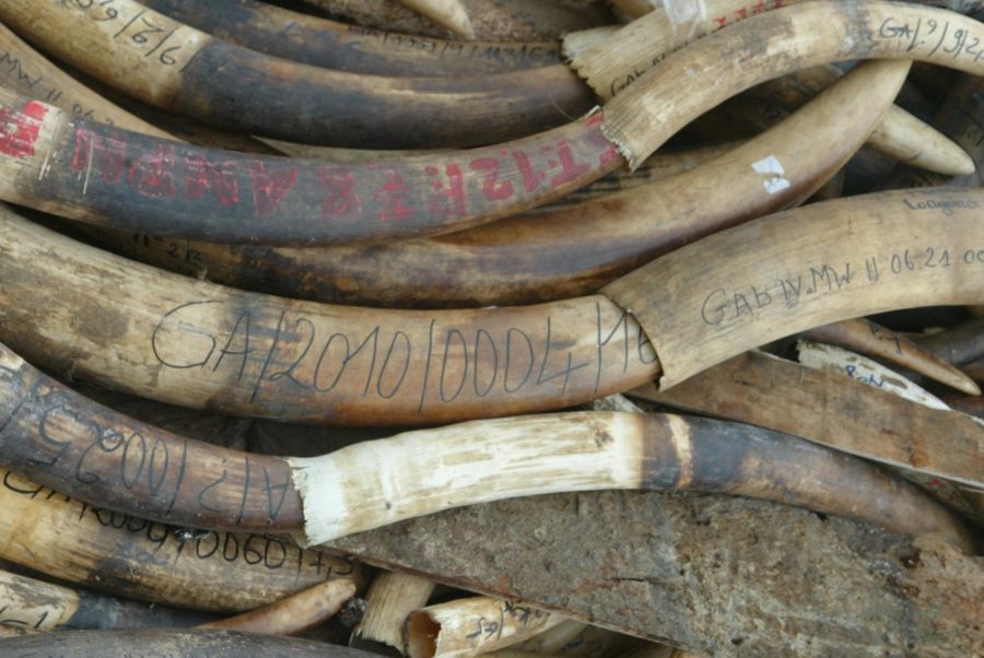 Butembo : Un présumé trafiquant d’ivoire meurt lynché lors d’une mission de filature de l’ICCN