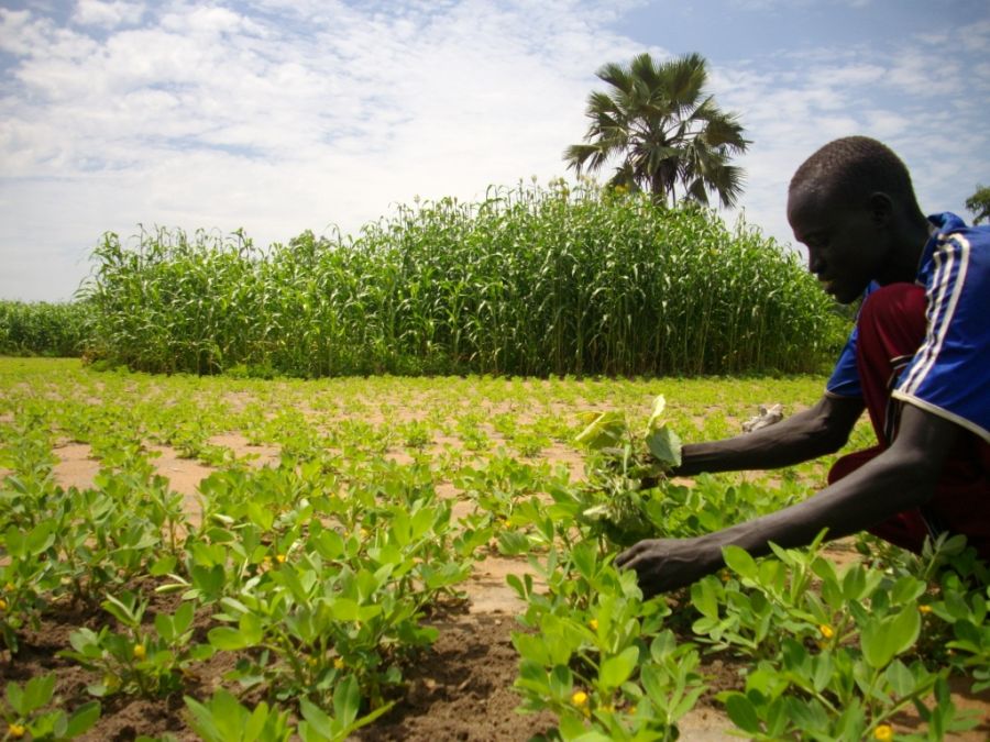 Agriculture: La société civile dévoile ses contributions au document de politique agricole durable