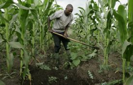 PODCAST : En RDC, le climat impacte les moyens de subsistance des communautés