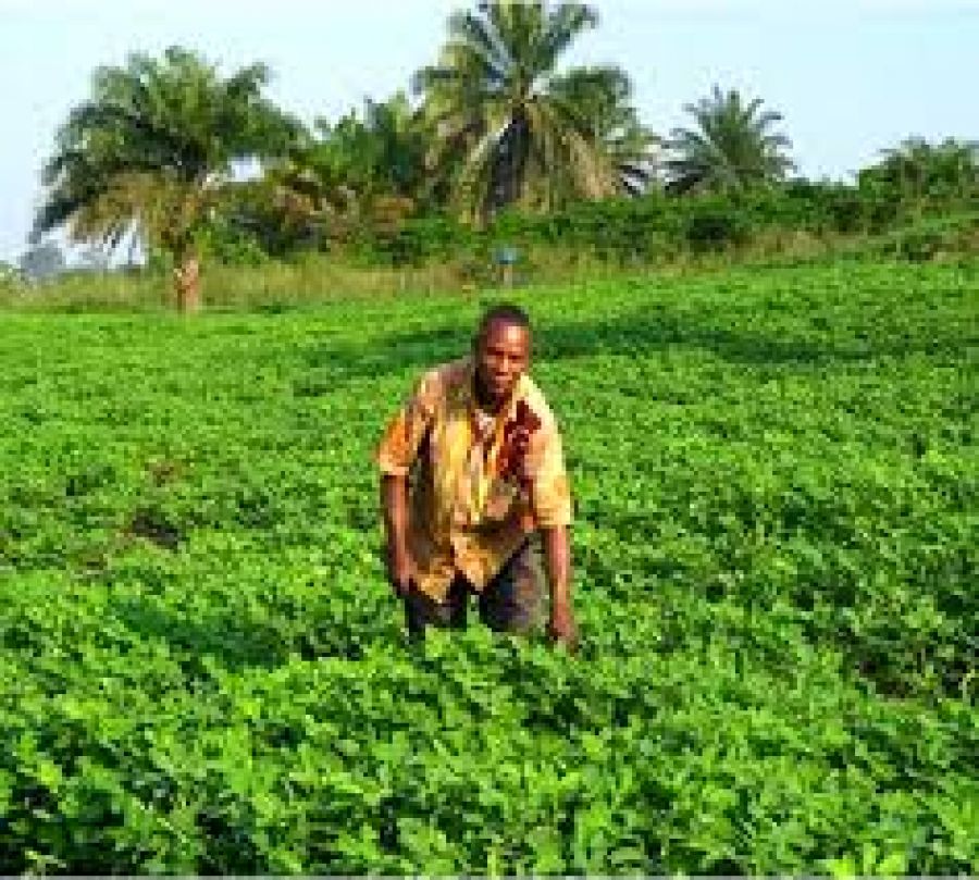Le potentiel agricole de la RDC : une question de volonté politique  