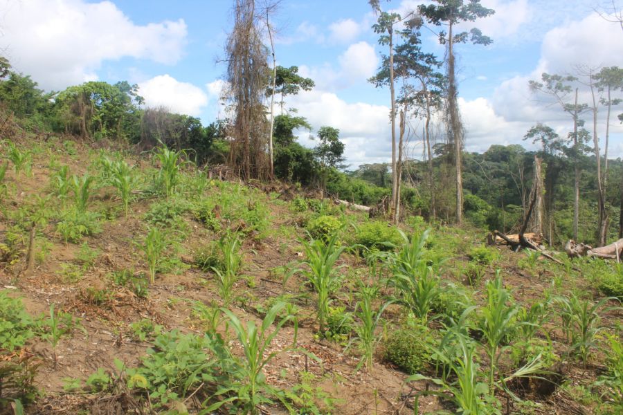 OGF alerte sur l'exploitation forestière illégale et l'expansion agricole non durable dans la réserve de Luki