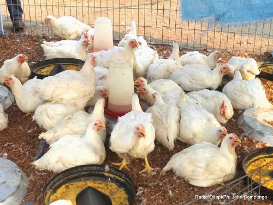 Des révélations sur la grippe aviaire (Ministre Français de l’agriculture et de l’alimentation)