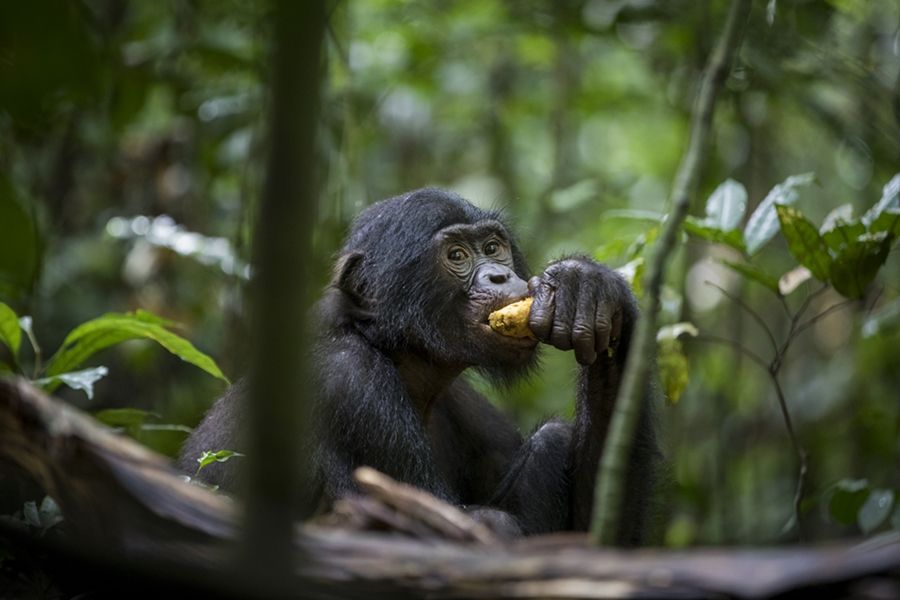 Forêt : La disparition des espèces animales comme les chimpanzés pourrait entrainer celle des forêts tropicales africaines