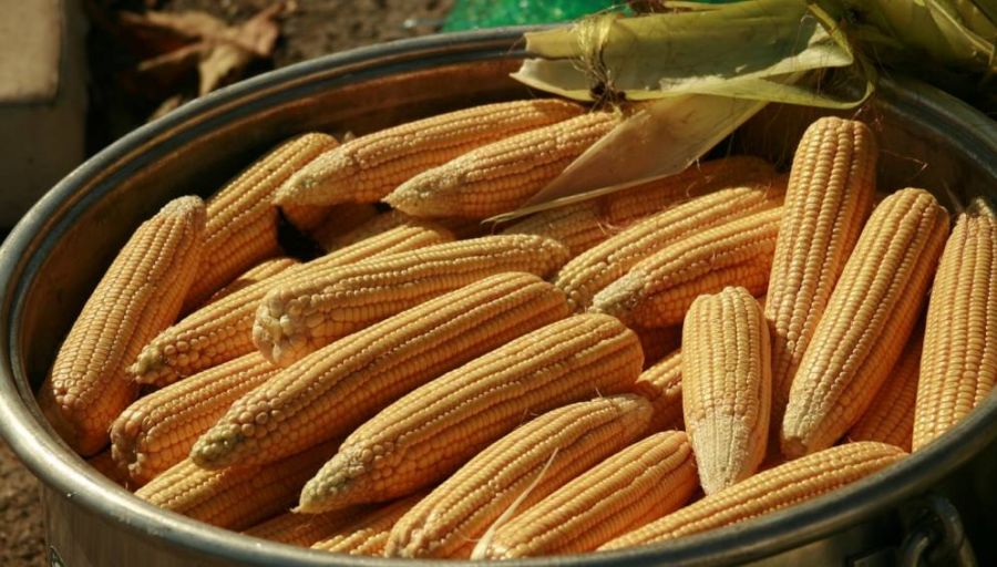 Le maïs est l'une des bases de l'alimentation en Afrique.