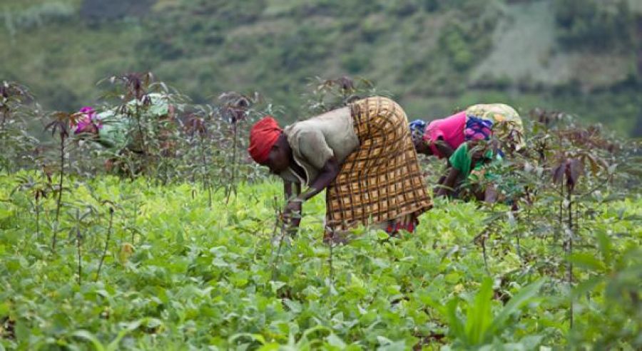 Haut-Katanga : Engrais, semences, fertilisants… distribués aux agriculteurs