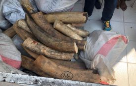 Trafic d'animaux : 2 trafiquants congolais arrêtés aux USA lors d'une opération conjointe