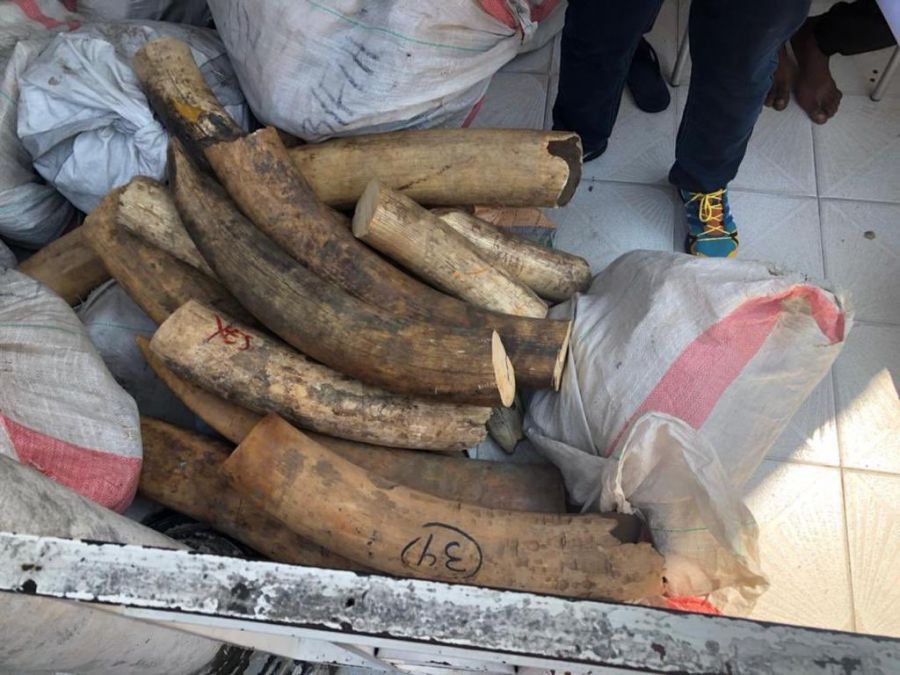 Trafic d'animaux : 2 trafiquants congolais arrêtés aux USA lors d'une opération conjointe