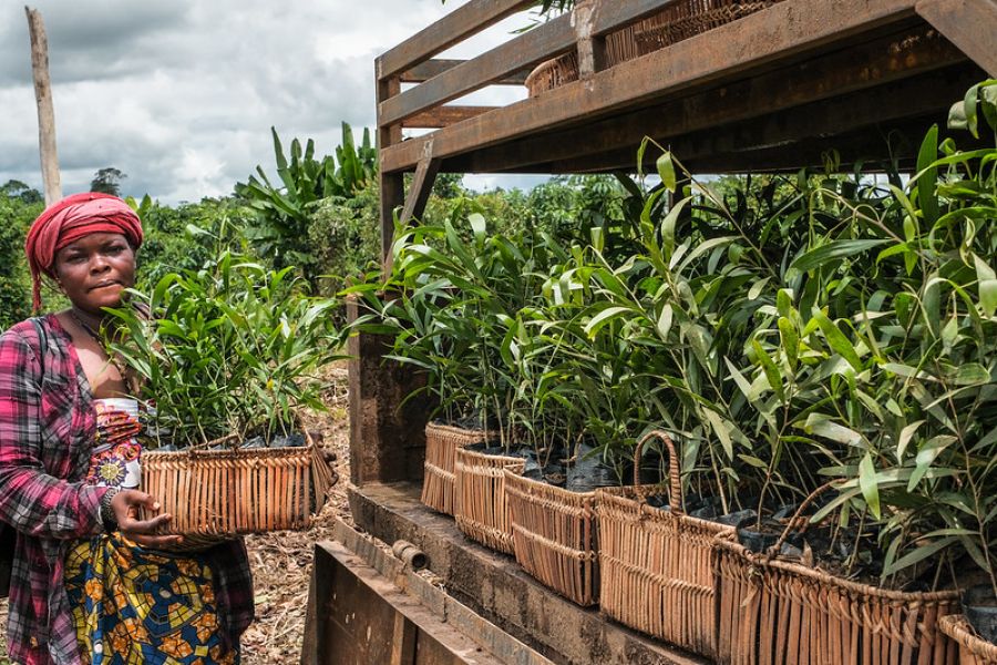 Plantation d’acacias en République démocratique du Congo