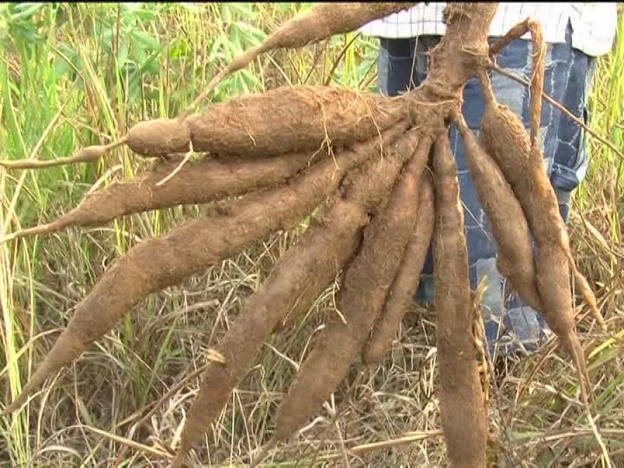 RDC : L’ONU Femmes annonce une formation sur la production du manioc
