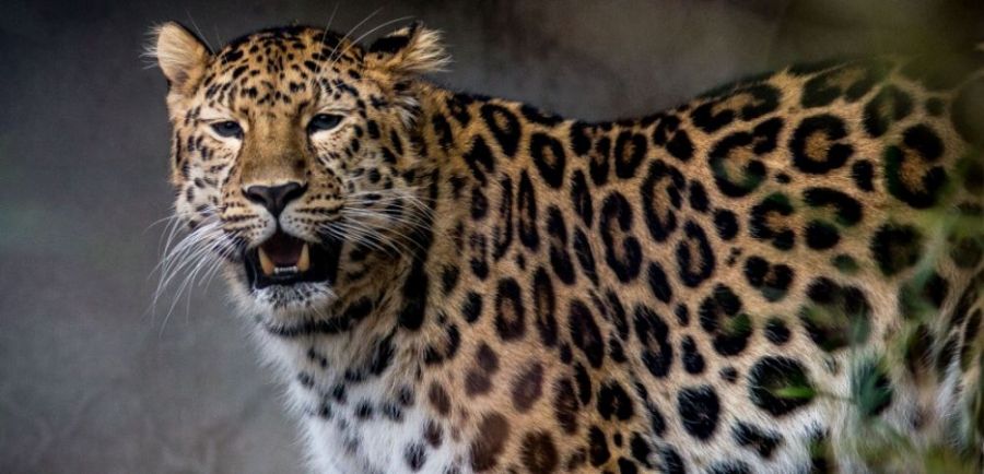RDC-Conservation: Un tueur de léopards traduit en justice à la Tshuapa